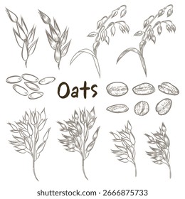 Vector de Avena para tu obra de arte.