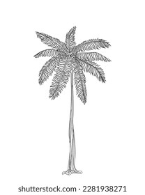 Line art vector of palm tree. 