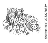 line art vector sketch of garden harvest. Homegrown vegetables art.