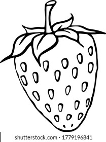line art vector strawberry illustration 