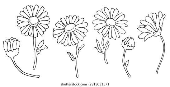 Line art vector wildfloral illustration Daisies set for wedding anniversary, bithday, invitations. Floral illustration isolated on white background.