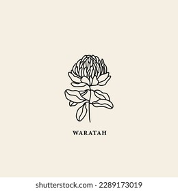 Line art waratah flower illustration