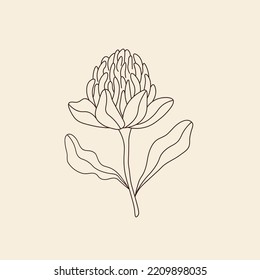 Line art waratah illustration. Australian native flower svg
