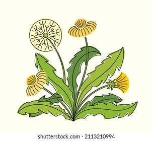 Line art watercolor illustration of dandelion bush with leaves, white and yellow flowers