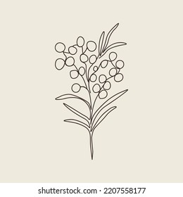 Line Art Wattle Branch Illustration