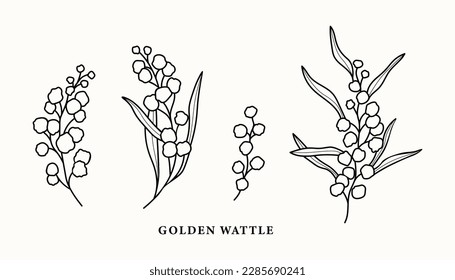 Line art wattle branches illustration