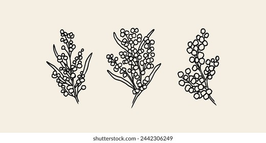 Line art wattle collection. Hand drawn acacia