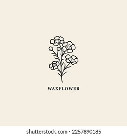 Line art waxflower branch illustration