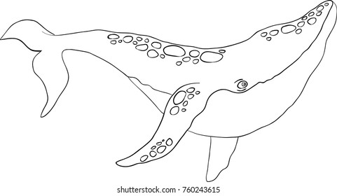 Line Art Whale Vector Eps 10 Stock Vector (Royalty Free) 760243615 ...