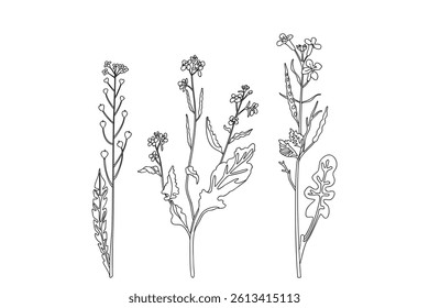 Line art wildflowers isolated on white background. Hand drawn botanical outline plants with stems, leaves, flowers vector illustration. Graphic design doodle elements for Birthday Invitation Coloring 