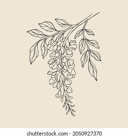 Line art wisteria flowers illustration