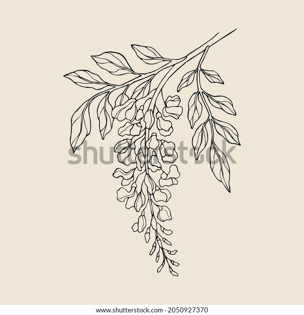 Line art wisteria\
flowers illustration