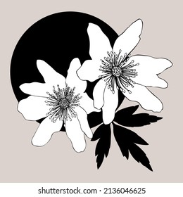 Line art Wood anemone collage Elegant line drawing of first spring flowers. Hand-drawn wood anemone illust. Floral outline on white background. Trendy anemone for a wedding or brand design