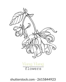 Line art Ylang Ylang flower. Hand drawn sketch, black and white graphics element. Vector botanical illustration for design logo, cosmetic, perfumery, package, branding. Medicinal plant