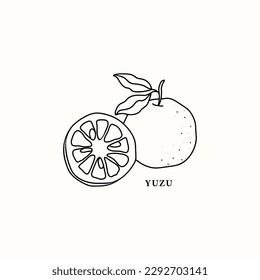 Line art yuzu fruit branch illustration