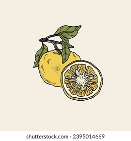Line art yuzu fruit branch drawing