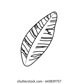 line beautiful leaf of the exotic plants in the forest