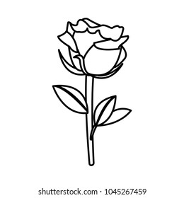 line beautiful nature rose design decoration