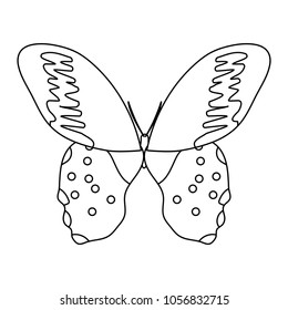line beauty butterfly insect with nice wings