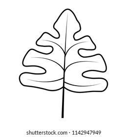 line beauty nature leaf exotic style