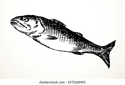 Line black ink hand drawn big raw simple lake Cyprinus carpio menu concept logo emblem old retro biblic Christ art doodle engrave cartoon print style. Closeup small wild sea shore bass still life view
