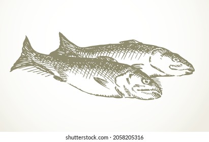 Line black ink hand drawn big raw simple lake Cyprinus carpio menu concept logo emblem old retro biblic Christ art doodle engrave cartoon print style. Closeup small wild sea shore bass still life view