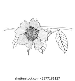 Line black and white illustration of a beautiful camelia flowers. Hand-drawn camellia branch with buds and leaves.