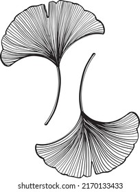 Line Botanical Sketch Illustration of two Gingko Leaves. Vector Leaf hand drawn drawings. Intricate and delicate linework. Black and white line drawing, pen and ink hand drawn thin line vintage style.