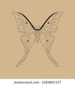 Line butterfly concept. Junonia almana, insect with wings. Minimalistic creative art, engraving in scrapbook. Biology, zoology and collecting. Cartoon flat vector illustration