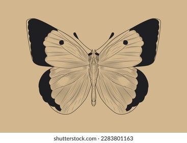 Line butterfly concept. Papilio machaon, insect with wings. Symbol of summer and spring seasons. Nature, fauna and wild life. Zoology and biology. Cartoon flat vector illustration