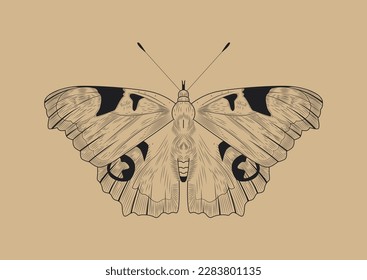 Line butterfly concept. Pebomoia glaucippe, insect with wings. Classical vintage element for scrapbook, sketch for tattoo. Template, layout and mock up. Cartoon flat vector illustration