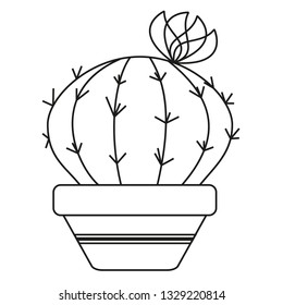 Line cactus in pot