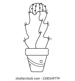 Line cactus in pot