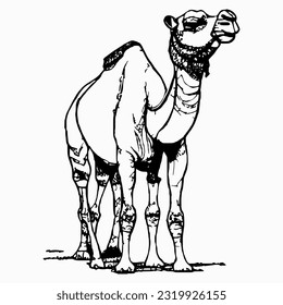 line camel handrawn eid al adha islamic holiday