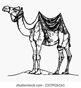 line camel handrawn eid al adha islamic holiday