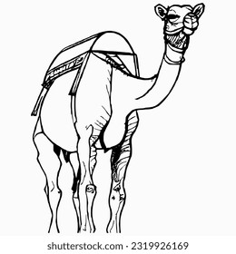 line camel handrawn eid al adha islamic holiday