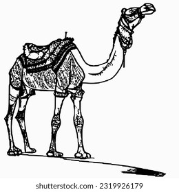line camel handrawn eid al adha islamic holiday