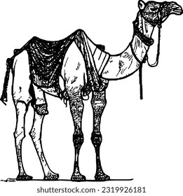 line camel handrawn eid al adha islamic holiday