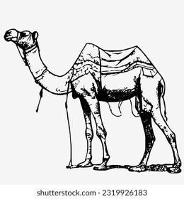 line camel handrawn eid al adha islamic holiday