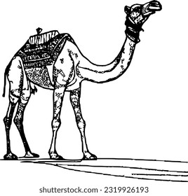 line camel handrawn eid al adha islamic holiday