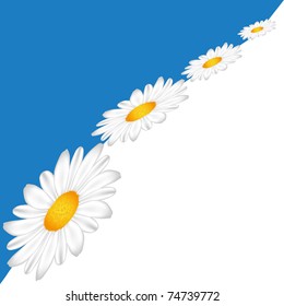 Line of Chamomile on the sky background.