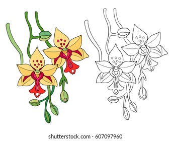 Line contour for coloring book. Page with flower of orchid.