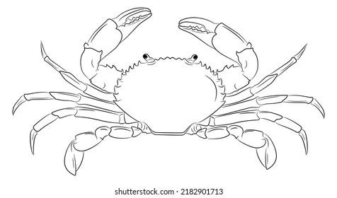 Line Crab Vector Illustration. Sea Creature. Hand Drawn Flat Design Isolated on White background. Water animal with Claws. Seafood menu.