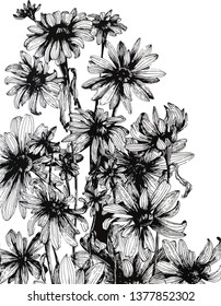 Line Daisy flowers