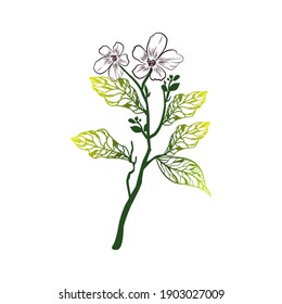 Line design of flowers and leaves trends 2021. colorful leaves and flowers by handwriting. Vector illustration