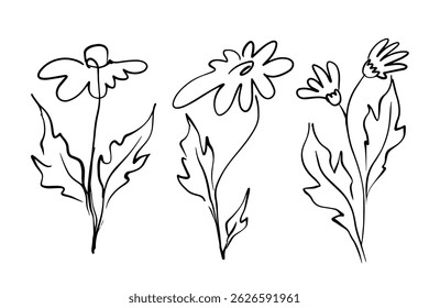 Line doodle set wild flowers chamomile.Abstract botanical elements.Vector graphics.