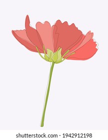 Line draft pink cosmos flower, Abstract minimal art Summer pink cosmos flower, minimalist line pink cosmos flower