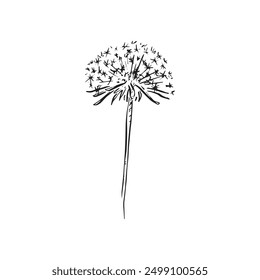 A line draw dandelion in black and white. An isolated image of a natural item with white background. Vector sketch.