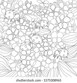 Line draw of ladybugs on flowers