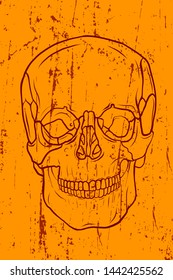 Line draw vector front view skull with grunge background